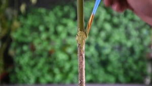 100g Plant Tree Wound Cut Paste Bonsai Pruning Cutting Paste Green plant flowers seedling wound healing cream With Brush