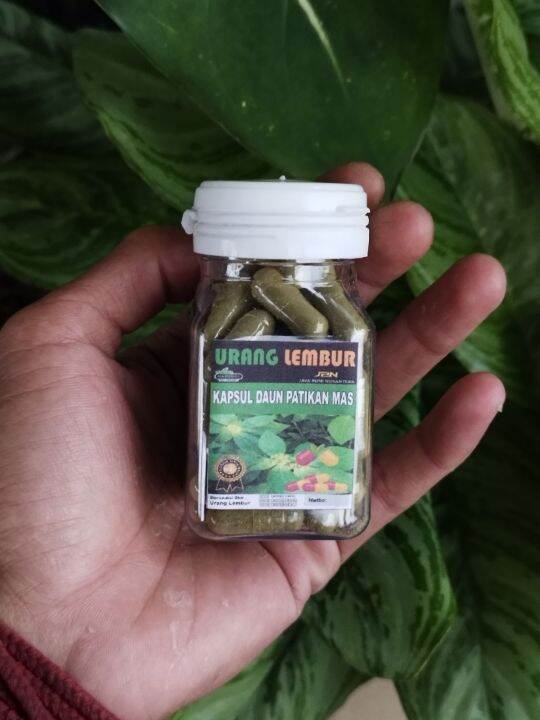 Jual Kapsul Daun Kate Mas Patikan Mas Isi Kapsul Kapsul Sena Katemas Herbal Pelangsing