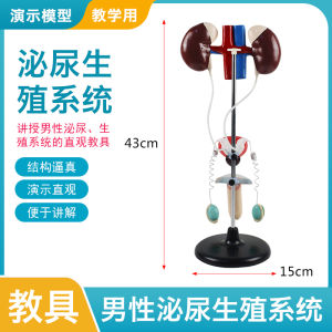 Male Female Human Urinary Reproductive System Model Anatomical Kidney Bladder Ureter Structure Teaching Instrument for Lab Use