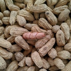 Kacang Kulit Sangrai 250 gram