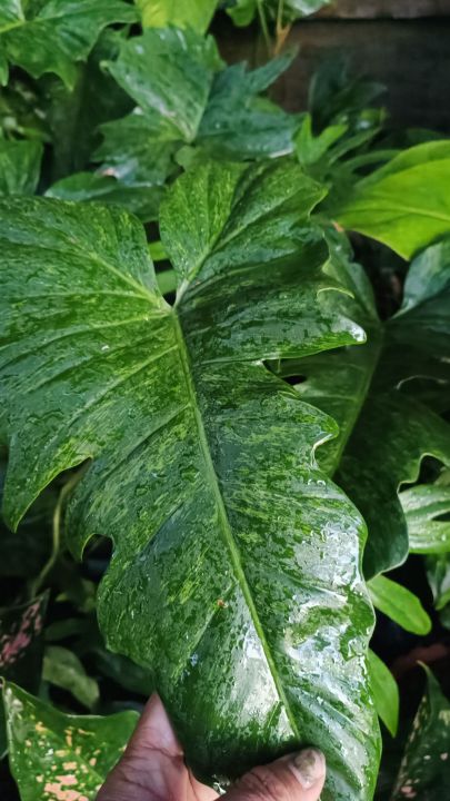 Fiddle Lime Philodendron Variegated Aerial rooted | Lazada PH