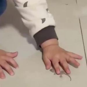 🦎ตุ๊กแกตายหมดในระยะ1000เมตร🦎อัพเกรดใหม่ ครีมกำจัดจิ้งจก 8ชิ้น/กล่อง ใช้งานง่าย ยาฆ่าจิ้งจก เหยื่อที่มีประสิทธิภาพสูง ได้ผลเร็ว ยาเบือจิ้งจก กำจัดได้ทั้งจิ้งจก ตุ๊กแก และ แมลงต่างๆ ยากำจัดตุ๊กแก ไม่มีตุ๊กแกทั่วบ้าน ไล่ตุ๊กแกถาวร ป้องกันในระยะยาว