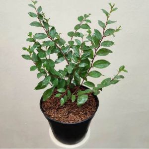 TANAMAN HERBAL BIDARA ARAB ASLI TANAMAN YG BERKHASIAT ( batang dan daun rimbun )