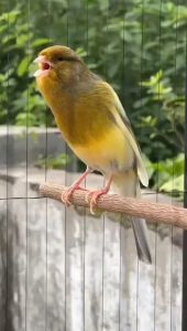 Vitasong Canary Bird Seed Makanan Burung Kenari