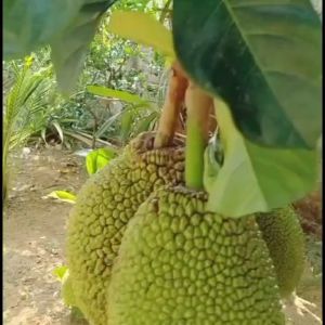 Bibit Tanaman Nangka Mini Murah