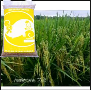 BENIH/BIBIT PADI AMAZONE 218 UNGGULAN 5KG