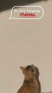 STIKER CUSTOM NAMA DAN FOTO FREE DESAIN WATERPROOF