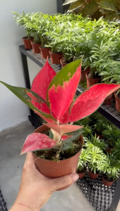 Aglaonema Eastern Red Chinese Evergreen Vibrant Red Foliage Indoor Plant with Pot