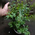 tanaman hidup daun bidara arab asli. 