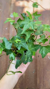 Cây Thường Xuân - Chậu nhỏ để bàn - Cây mang phong thủy!