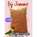 Biji Jewawut JAWAWUT 500 GRAM Organic Pilihan Biji Jawak Biji Kunyit Juwawut Sekoi Foxtail Millet Milet Jawawut Pakan Makanan Burung Kenari Canary Lovebird Love Bird Siskin Perkutut Hamster Otek Gabah Merah. 