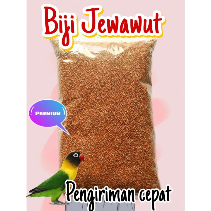 Biji Jewawut JAWAWUT 500 GRAM Organic Pilihan Biji Jawak Biji Kunyit Juwawut Sekoi Foxtail Millet Milet Jawawut Pakan Makanan Burung Kenari Canary Lovebird Love Bird Siskin Perkutut Hamster Otek Gabah Merah