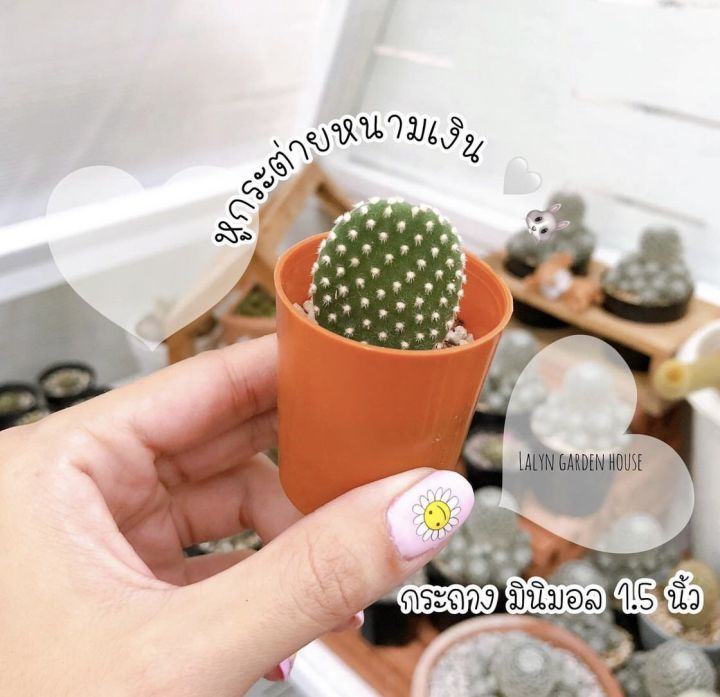 🐰🤍หูกระต่ายขนขาว-เงิน หนามสีขาวดอทฟูน่ารัก ในกระถางมินิมอล 🤍🤡นักสะสม ...