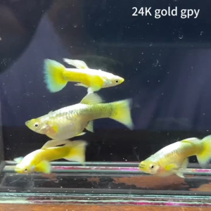 🔥24K Gold Guppy Fish Pair｜Pasang Ikan Guppy Emas 24K｜24K黄金孔雀鱼对鱼