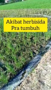 Herbisida Goal 240 ec/Herbisida Goal 240 ec 50 ml