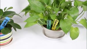 100pcs Label Tanaman Label Anggrek Name Tag Tanaman Papan Nama Tanaman Thick With Hole