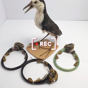 Combo bẫy quốc quốc mồi thòng dây đa năng chống xoắn