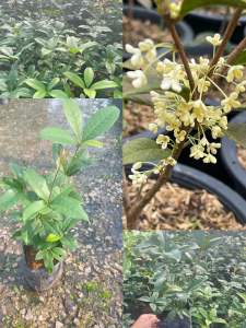 ต้นหอมหมื่นลี้(แบบชำกิ่ง)สูง30-40ซม.ดอกสีขาวเหลืองนวลมีกลิ่นหอม