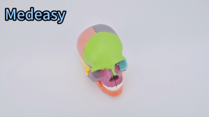 15pcs Detachable Colored Human Skull Anatomy Model Medical Teaching Skull Model