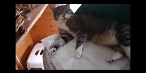 Sarung Tangan Pelindung Reptil Ukuran 62cm - Anti Cakar dan Gigit untuk Reptil Ular Kura-Kura Kadal Burung Kucing Anjing