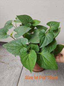 Live Plant with Plastic Pot Organic Fishwort 鱼腥草/Chameleon Plant/Pokok Ikan Hanyir/ Fish Mint Houttuynia Cordata/Herba/ Edible
