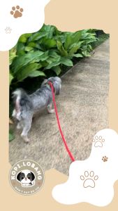 ✅[SG] MR. SLIP LEASH NO-PULL 5 Feet ★ Loose Leash Walking & Training ★ FREE Loose Leash Walking e-Guide Worth $7★ SG Stock ★ Kopi Lobang