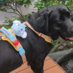 กระเป๋าใส่ถุงอึสัตว์เลี้ยงตุ๊กตา น่ารัก พกพาสะดวก | TUFFHOUND