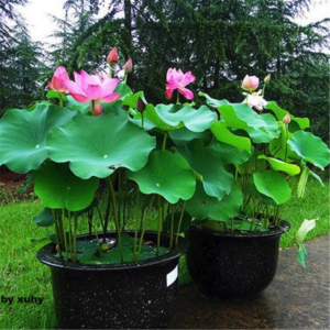 ช่องาม ปุ๋ยบัว 10-26-13 ปุ๋ยดอกบัว ปุ๋ยไม้น้ำ สูตรเร่งดอก ใช้ง่าย เห็นผลไว ใช้ได้กับบัว และไม้น้ำ