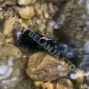 BERGARANSI Genwiss Senter Diving selam tahan lama air super terang LED Waterproof T6 G301