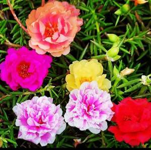 เมล็ดพันธุ์แพรเซี่ยงไฮ้ซ้อน คุณนายตื่นสาย 500เมล็ดเมล็ด Mose Rose color mix