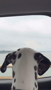 Wild One - Collar ปลอกคอสุนัข │ Blaze 🧡