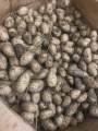 1kg Củ nùng khách mua về tự nấu. 