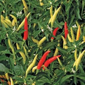 isi 100 butir benih cabe rawit DEWATA 76 f1 cap panah merah