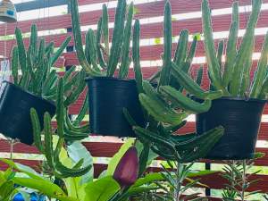 เก๋งจีน ดอกระฆัง Stapelia leendertziae (Black Bells) ฟอร์มกอใหญ่ กระถาง4-5นิ้ว  ไชด์พร้อมให้ดอกสวยปังมากๆ ส่งแบบเคาะดิน รากแข็งแรง ลูกค้าเอาไปปลูกเอง