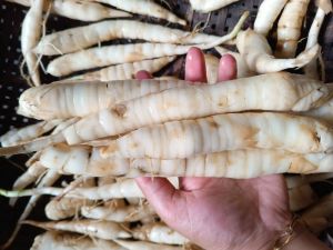 Umbi Garut Segar 1 Kg – Siap Olah & Kaya Manfaat