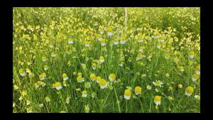 ชาดอกคาโมมายล์ดอยช้าง แบบถุงชาสำเร็จพร้อมดื่มTea Bag( 15 ถุง ) ไอนาดอยช้างคอฟฟี่ทรี ชาคาโมมายCamomile Teaชาเพื่อสุขภาพ ชาดอกไม้Organic100% ส่งตรงจากเชียงราย