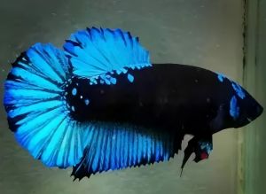 Avatar Gordon Besgel