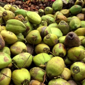 pupuk booster kelapa 100ml - mempercepat pertumbuhan akar - meningkatkan hasil panen