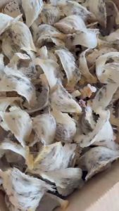 YẾN THÔ NGUYÊN TỔ CHUẨN VIỆT GIÀ TỔ SỚ GÂN