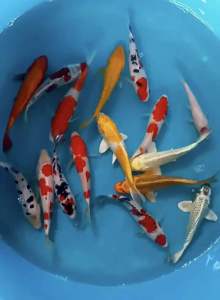Japan Koi local breed Premium Grade 5-7” sizes  16pcs HARI RAYA COMBO OFFER at RM1998