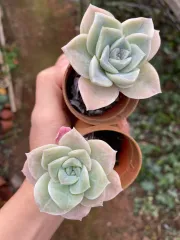 Echeveria Claudia Rose Succulent 克罗地亚玫瑰諁多肉植物Succulent