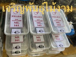 เมล็ดพันธ์ปาล์มยังกัมบิ D*P Yangambi ML161 จำหน่ายเมล็ดละ 40 บาท 1 ถุงมี 100 เมล็ด