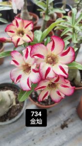 Adenium Obesum Bonsai ID 734 金灿 富贵花