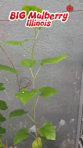 mulberry BIG ILLINOIS PLANTS MALALAKI ANG BUNGA AT MAKAPAL NA ANG UGAT