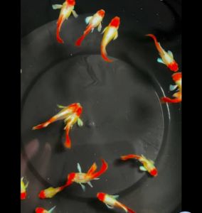 Santa Koi Guppy 1 Pair Ready Breed