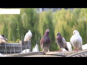 หนามกันนก​ หนามไล่นก​ ​​กิ่งสแตนเลส​ [10 ชุด-COD] อุปกรณ์กันนก รุ่น 50cm 48ขา plus+ ป้องกันนก สแตนเลส 304 ที่ดักนก กันนกพิราบ Bird Spikes กันนกเกาะ อุปกรณ์ไล่นกทำรัง ทนทาน สำหรับ บ้าน คอนโด อาคาร