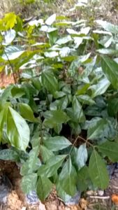Bibit Jengkol Unggul Berkualitas Unggul Super Murah