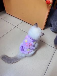 Áo ba lỗ bằng vải lông mềm mịn cho Chó Mèo các size nhỏ xs 2xs 3xs (link 2) mẫu mới - Hara Pet Store