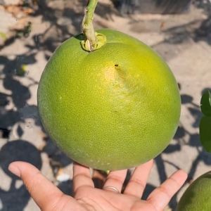 Bibit Jeruk Bali Siper Red Pamelo Jumbo Cepat Berbuah ( Bisa Tanam POT )