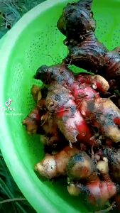 1 kg Jahe Merah Segar / Jahe Merah Alami / Natural Fresh Red Ginger
